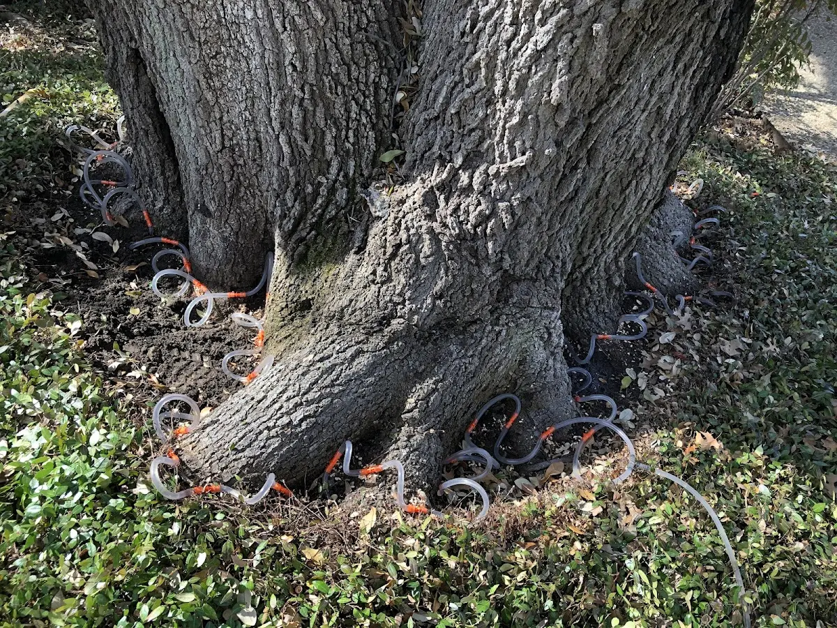 Detailed Tree Cabling and Bracing job site in Hopeton