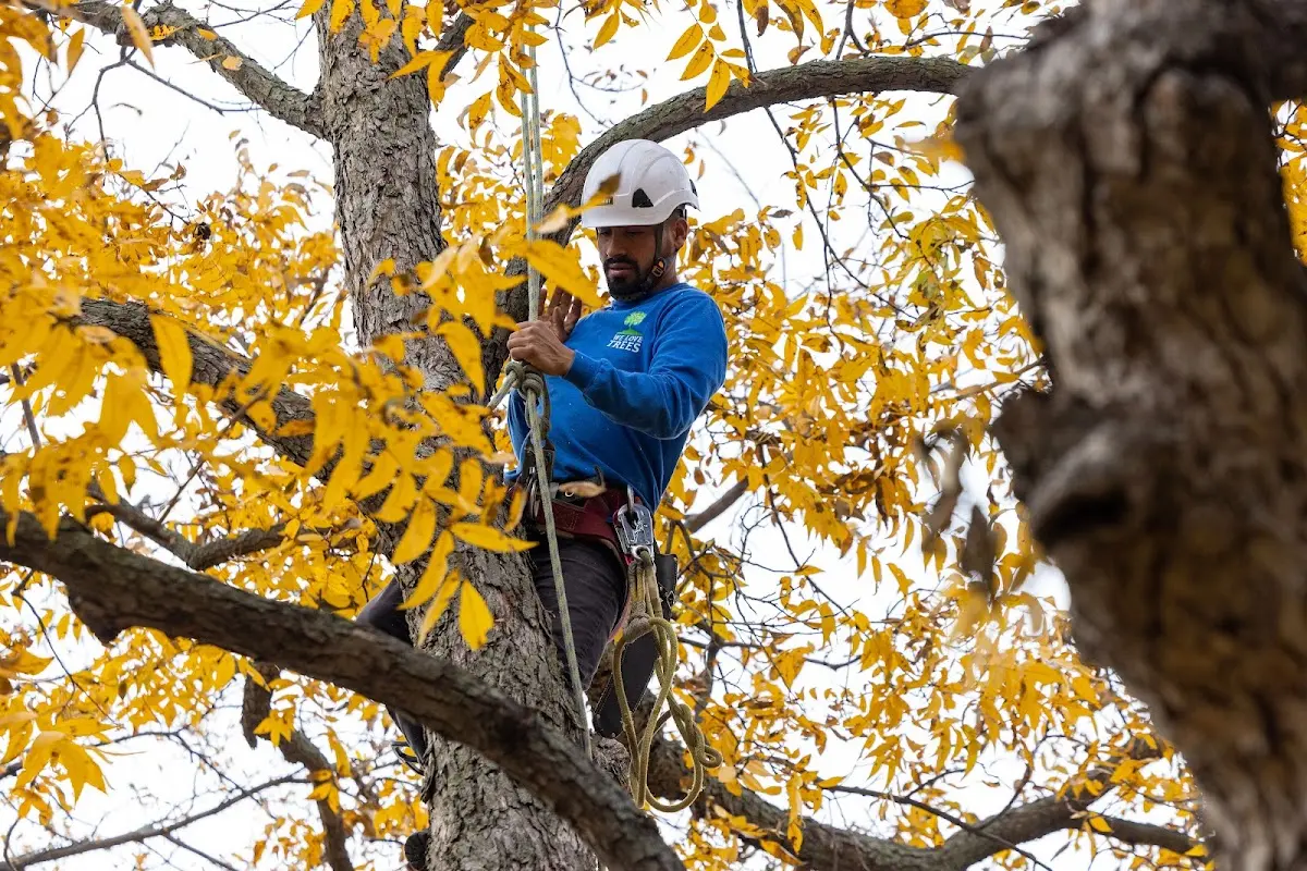 Skilled Tree Pruning crew working in Hopeton